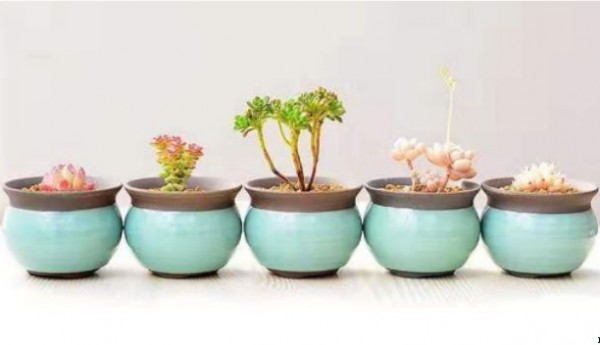 昌平南邵温馨家园多肉种植活动剪影