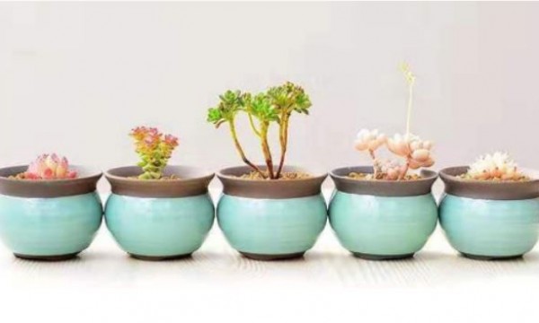 昌平南邵温馨家园多肉种植活动剪影