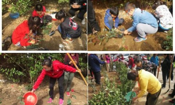 南湖西里社区“春日暖阳植树行”活动小记