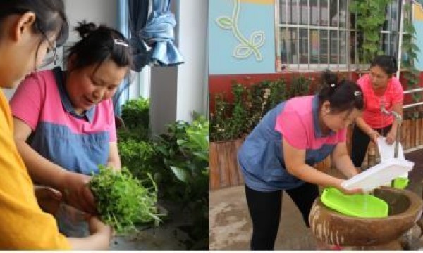 健康生活、绿色饮食——河南村温馨家园收获水培芽苗菜