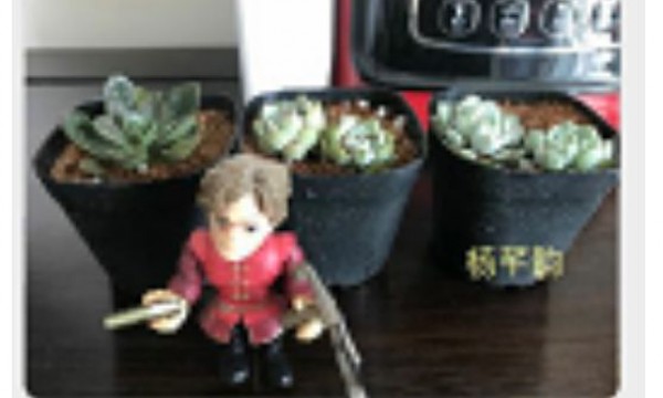 创意环保趣味多——绿洲家园社区线上开展青少年“创意环保袋”暑期主题活动