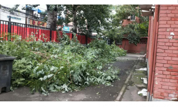 静安里7、9、11号楼院落实居民议事决议——修剪树枝