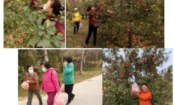 金秋十月，硕果满园—青龙桥街道温馨家园赴农场采摘活动小记