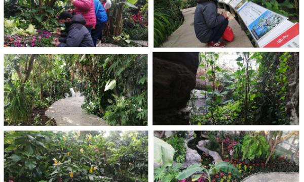 酒仙桥残联职康站开展“探寻魅力植物园”科普活动