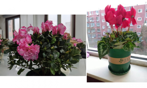 绿植养护，健康生活——安贞温馨家园服务走进黄寺、裕民路社区